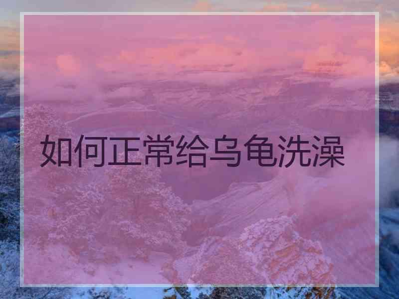 如何正常给乌龟洗澡