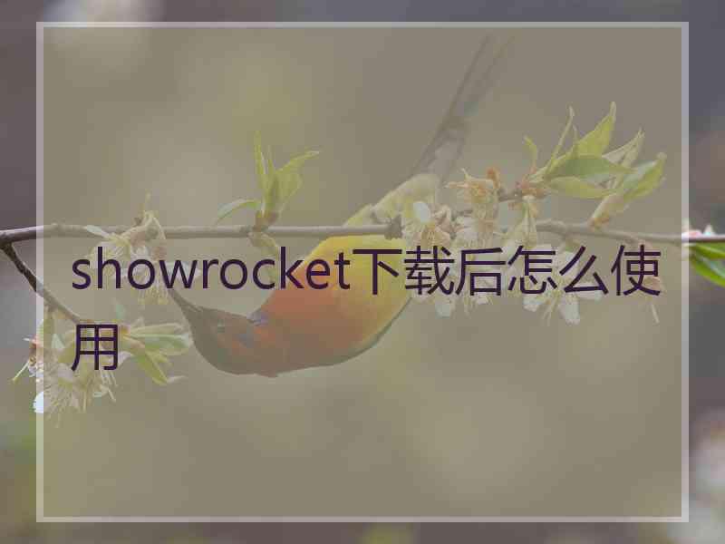 showrocket下载后怎么使用