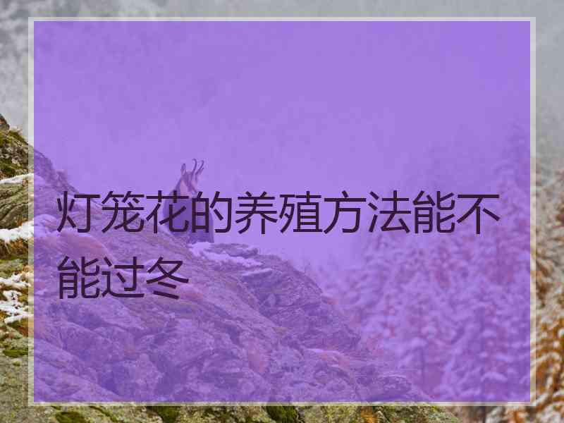 灯笼花的养殖方法能不能过冬