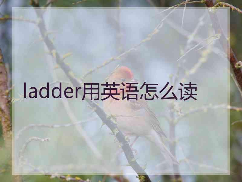 ladder用英语怎么读