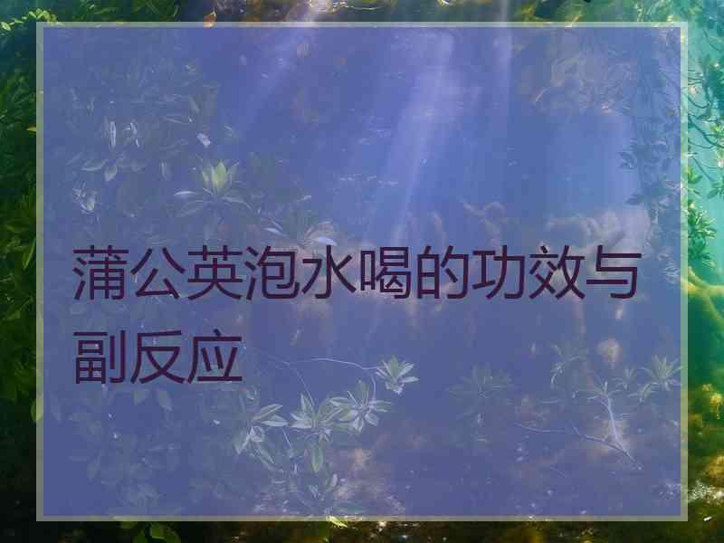 蒲公英泡水喝的功效与副反应