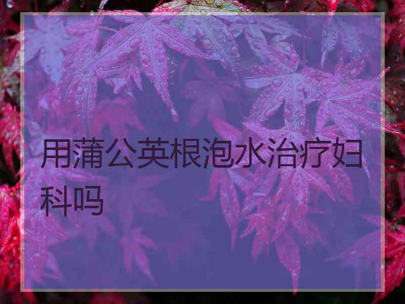 用蒲公英根泡水治疗妇科吗