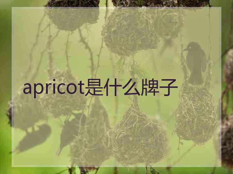 apricot是什么牌子